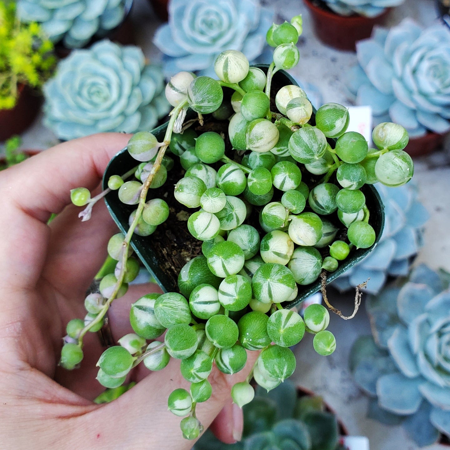 Senecio rowleyanus f. variegatus 'Variegated String of Pearls'